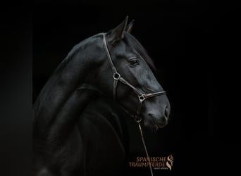 PRE Mestizo, Caballo castrado, 5 años, 167 cm, Negro