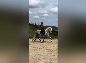 PRE, Caballo castrado, 5 años, 167 cm, Tordo