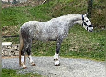 PRE, Caballo castrado, 5 años, 167 cm, Tordo rodado