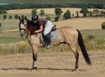 PRE, Caballo castrado, 5 años, 168 cm, Buckskin/Bayo