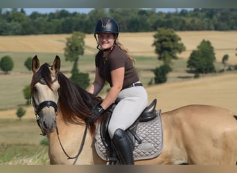 PRE, Caballo castrado, 5 años, 168 cm, Buckskin/Bayo
