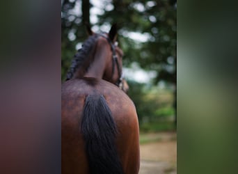 PRE, Caballo castrado, 5 años, 168 cm, Castaño oscuro