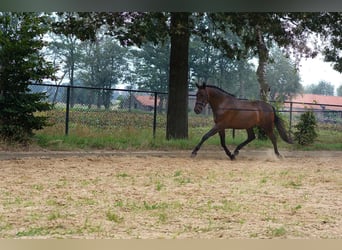 PRE, Caballo castrado, 5 años, 168 cm, Castaño oscuro