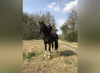 PRE, Caballo castrado, 5 años, 168 cm, Castaño oscuro