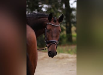 PRE, Caballo castrado, 5 años, 168 cm, Castaño oscuro