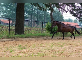 PRE, Caballo castrado, 5 años, 168 cm, Castaño oscuro