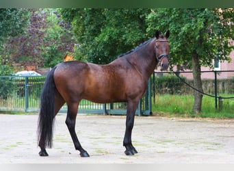 PRE, Caballo castrado, 5 años, 168 cm, Castaño oscuro