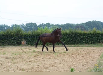 PRE, Caballo castrado, 5 años, 168 cm, Castaño oscuro