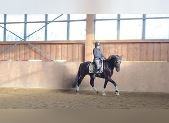 PRE, Caballo castrado, 5 años, 168 cm, Castaño oscuro