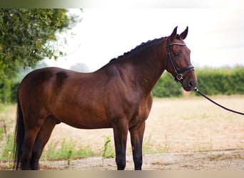 PRE, Caballo castrado, 5 años, 168 cm, Castaño oscuro