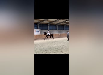 PRE, Caballo castrado, 5 años, 168 cm, Castaño oscuro