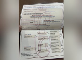 PRE, Caballo castrado, 5 años, 168 cm, Castaño rojizo