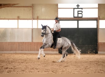 PRE, Caballo castrado, 5 años, 168 cm, Tordo