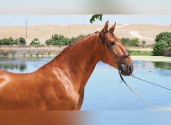 PRE Mestizo, Caballo castrado, 5 años, 169 cm, Alazán-tostado
