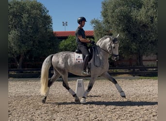 PRE, Caballo castrado, 5 años, 169 cm, Tordo rodado