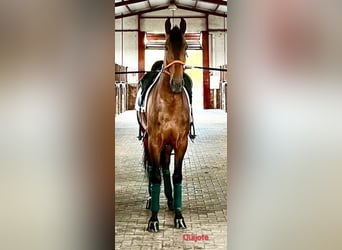 PRE, Caballo castrado, 5 años, 170 cm, Castaño