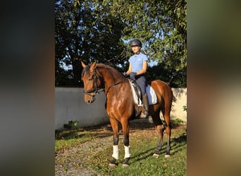 PRE, Caballo castrado, 5 años, 170 cm, Castaño