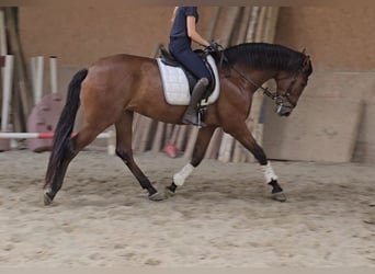 PRE, Caballo castrado, 5 años, 170 cm, Castaño