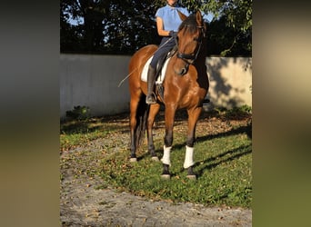 PRE, Caballo castrado, 5 años, 170 cm, Castaño