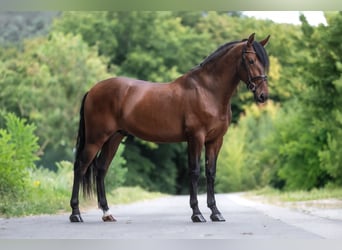PRE, Caballo castrado, 5 años, 170 cm, Castaño