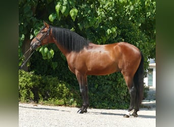 PRE, Caballo castrado, 5 años, 170 cm, Castaño rojizo