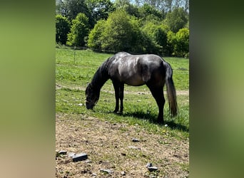 PRE Mestizo, Caballo castrado, 5 años, 170 cm, Tordillo negro