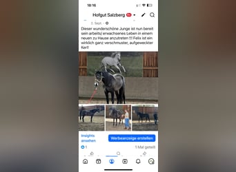 PRE Mestizo, Caballo castrado, 5 años, 170 cm, Tordillo negro