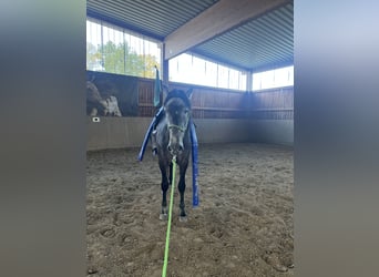 PRE Mestizo, Caballo castrado, 5 años, 170 cm, Tordillo negro