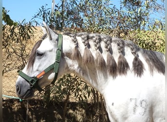 PRE Mestizo, Caballo castrado, 5 años, 170 cm, Tordo