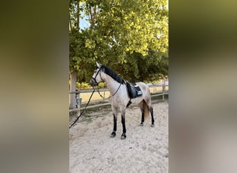 PRE Mestizo, Caballo castrado, 5 años, 170 cm, Tordo rodado