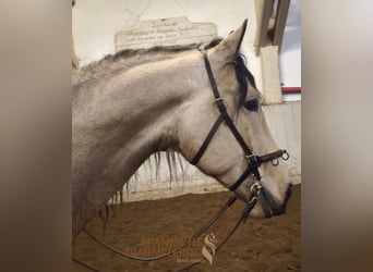 PRE Mestizo, Caballo castrado, 5 años, 171 cm, Bayo