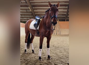 PRE Mestizo, Caballo castrado, 5 años, 171 cm, Castaño