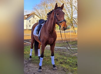 PRE Mestizo, Caballo castrado, 5 años, 171 cm, Castaño