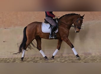 PRE Mestizo, Caballo castrado, 5 años, 171 cm, Castaño