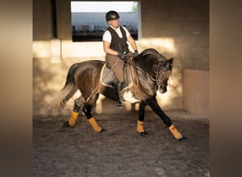 PRE, Caballo castrado, 5 años, 172 cm, Tordillo negro