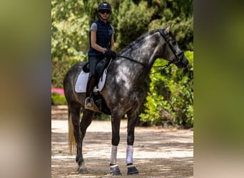 PRE, Caballo castrado, 5 años, 172 cm, Tordo