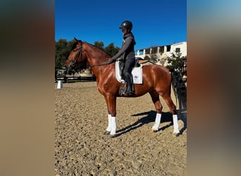 PRE Mestizo, Caballo castrado, 5 años, 173 cm, Castaño rojizo