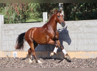 PRE Mestizo, Caballo castrado, 5 años, Alazán