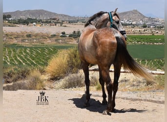 PRE Mestizo, Caballo castrado, 5 años, Musgo marrón