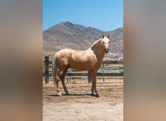 PRE, Caballo castrado, 5 años, Palomino