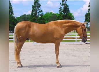 PRE, Caballo castrado, 5 años, Palomino