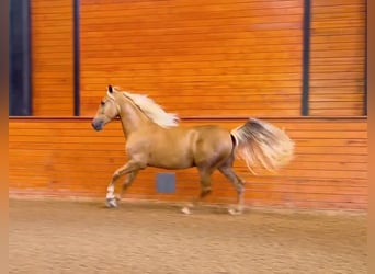 PRE, Caballo castrado, 5 años, Palomino