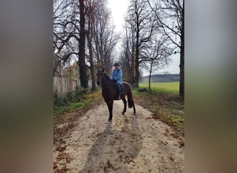 PRE Mestizo, Caballo castrado, 6 años, 150 cm, Castaño oscuro