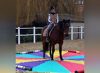 PRE Mestizo, Caballo castrado, 6 años, 150 cm, Castaño oscuro