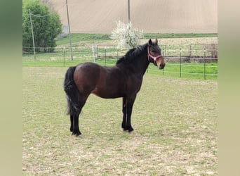 PRE Mestizo, Caballo castrado, 6 años, 150 cm, Castaño oscuro