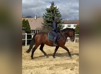 PRE Mestizo, Caballo castrado, 6 años, 150 cm, Castaño oscuro