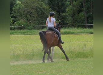 PRE Mestizo, Caballo castrado, 6 años, 150 cm, Castaño oscuro