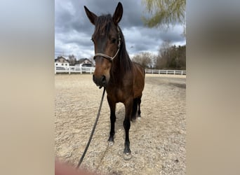 PRE Mestizo, Caballo castrado, 6 años, 150 cm, Castaño oscuro