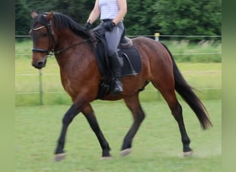 PRE Mestizo, Caballo castrado, 6 años, 150 cm, Castaño oscuro