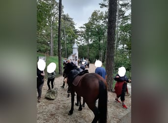 PRE Mestizo, Caballo castrado, 6 años, 150 cm, Castaño oscuro